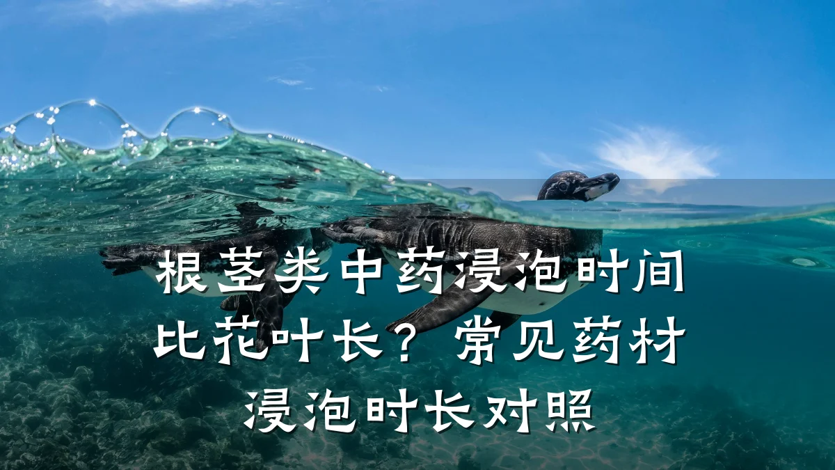 根茎类中药浸泡时间比花叶长?常见药材浸泡时长对照