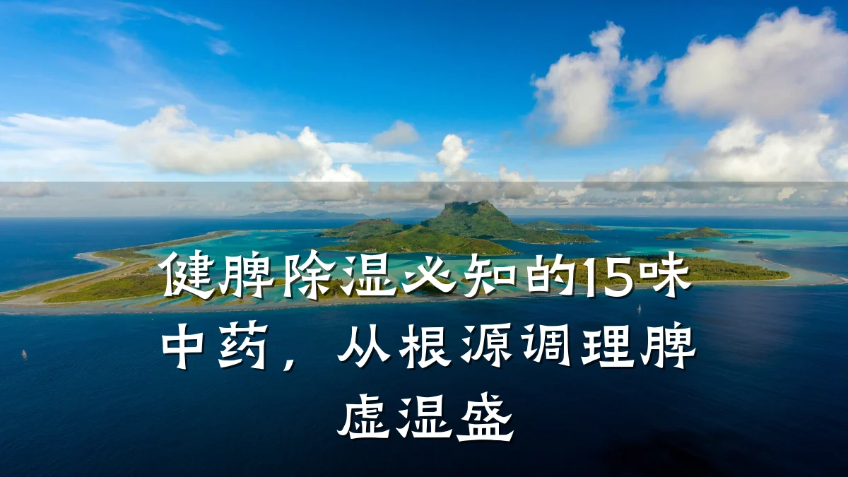 健脾除湿必知的15味中药,从根源调理脾虚湿盛