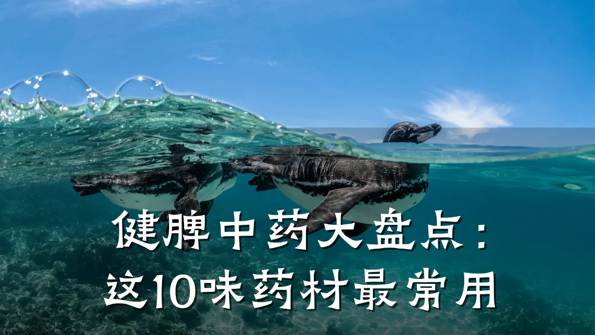 健脾中药大盘点:这10味药材最常用