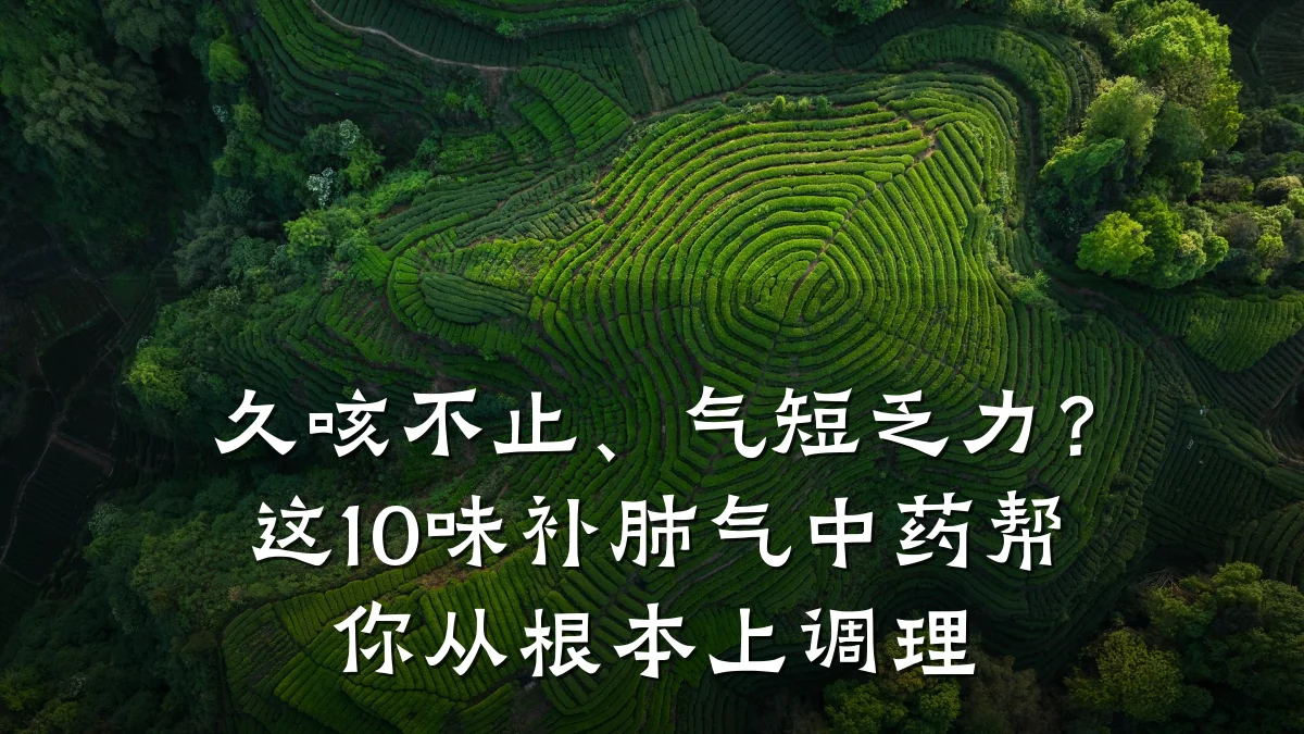 久咳不止、气短乏力?这10味补肺气中药帮你从根本上调理
