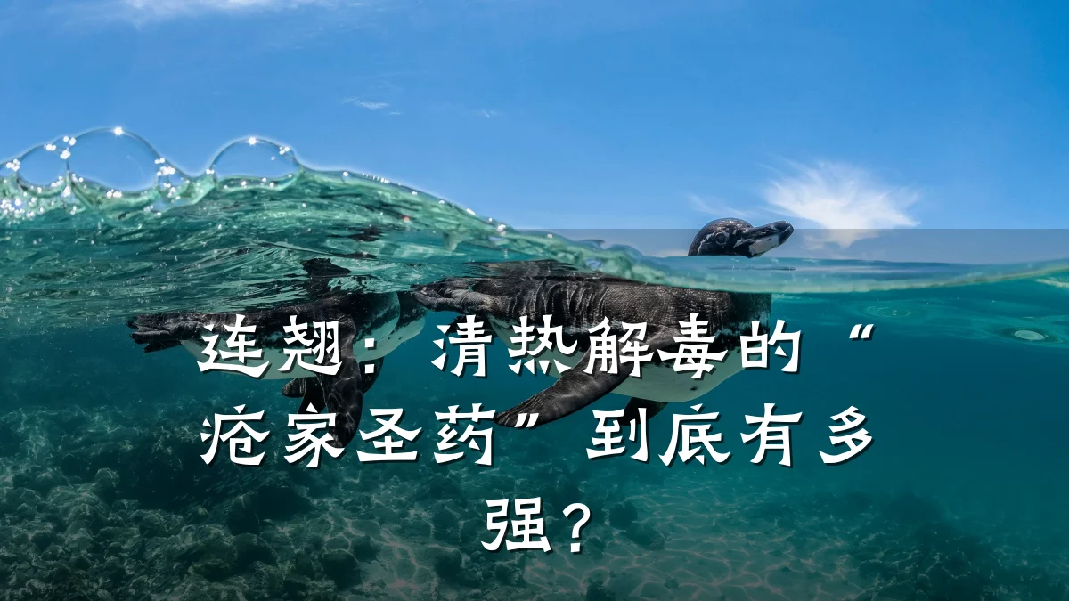 连翘：清热解毒的“疮家圣药”到底有多强？