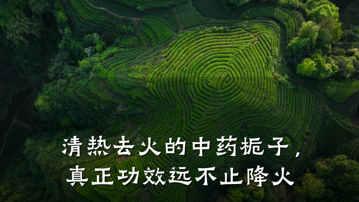 清热去火的中药栀子,真正功效远不止降火