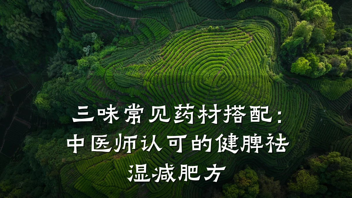 三味常见药材搭配:中医师认可的健脾祛湿减肥方