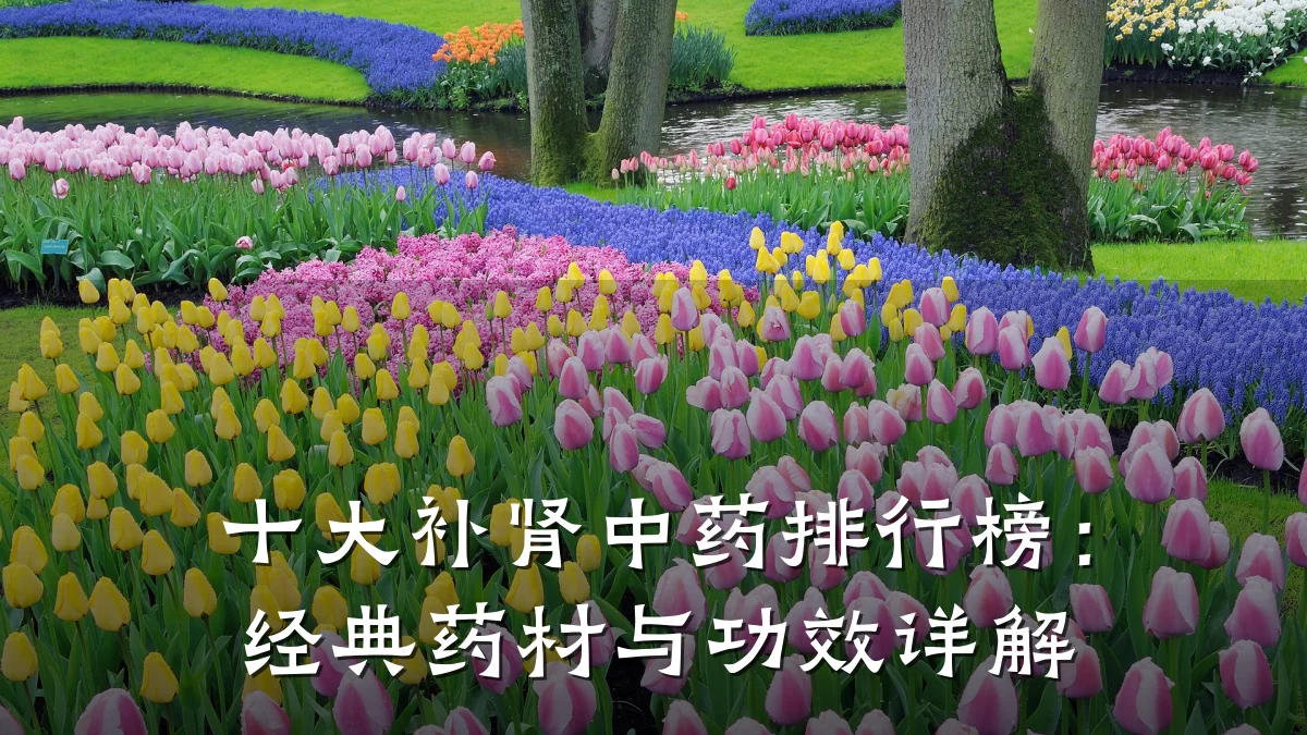 十大补肾中药排行榜:经典药材与功效详解