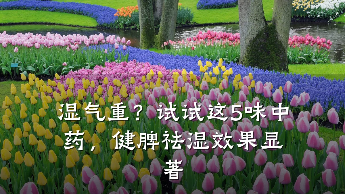 湿气重?试试这5味中药,健脾祛湿效果显著