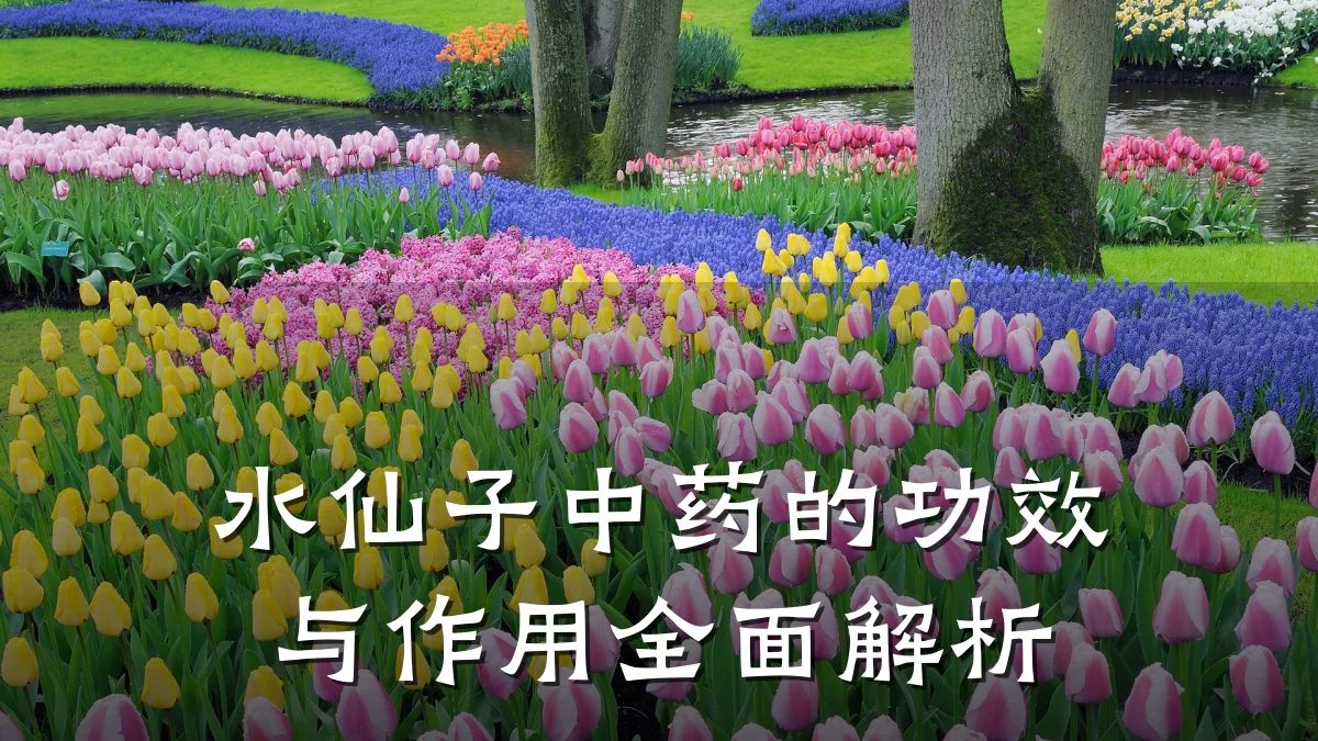 水仙子中药的功效与作用全面解析