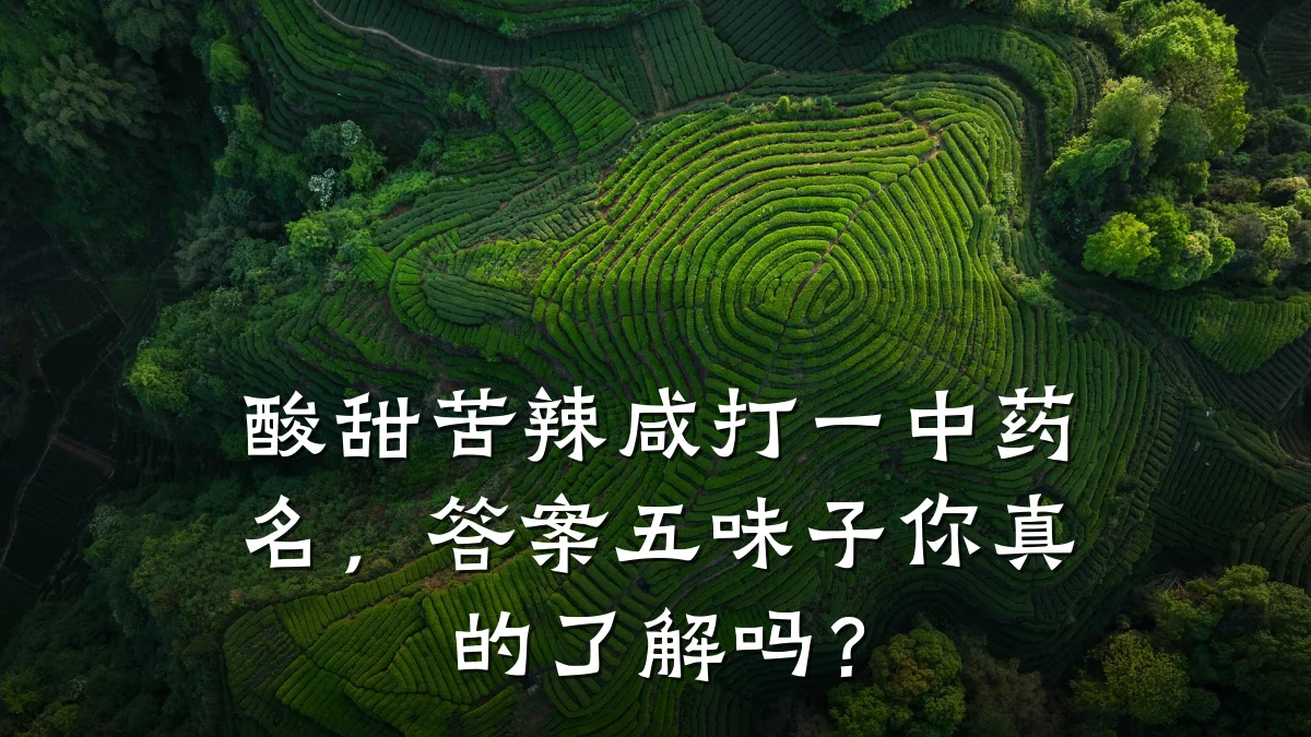 酸甜苦辣咸打一中药名,答案五味子你真的了解吗?