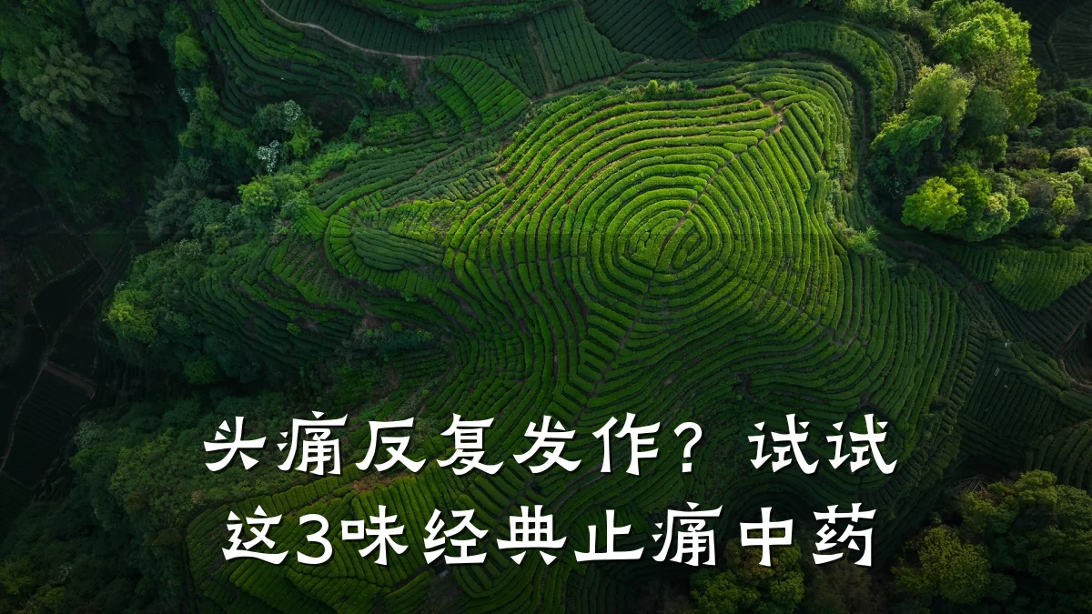 头痛反复发作？试试这3味经典止痛中药