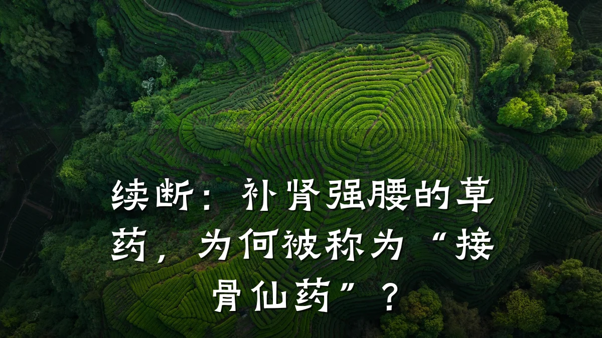 续断:补肾强腰的草药,为何被称为“接骨仙药”?
