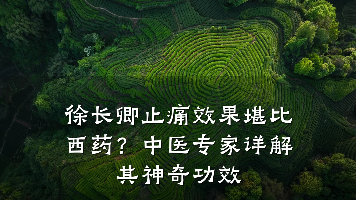 徐长卿止痛效果堪比西药?中医专家详解其神奇功效