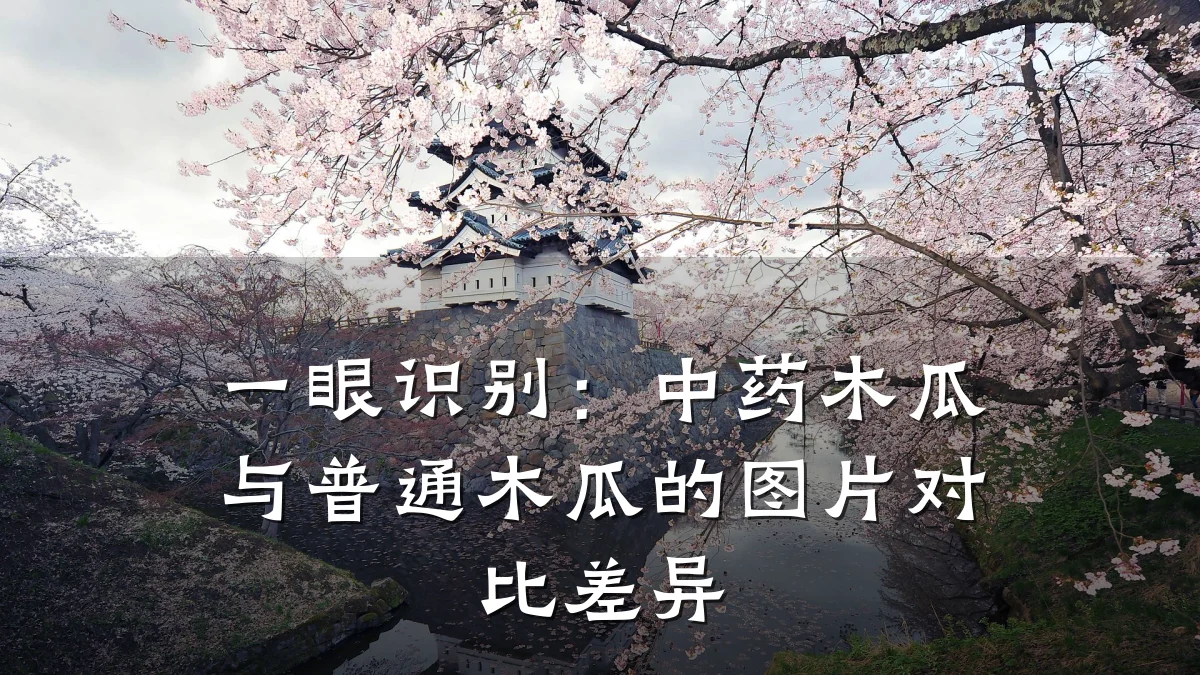 一眼识别：中药木瓜与普通木瓜的图片对比差异