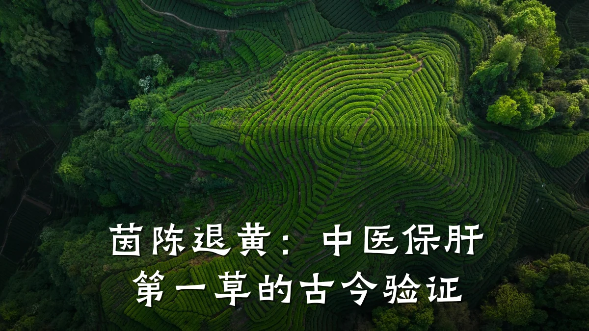 茵陈退黄:中医保肝第一草的古今验证