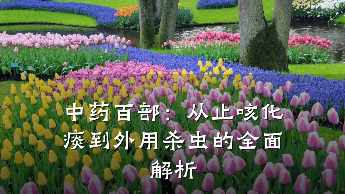 中药百部:从止咳化痰到外用杀虫的全面解析