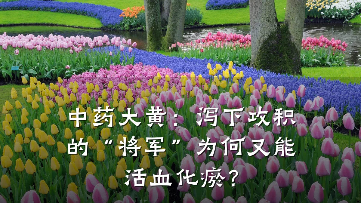 中药大黄:泻下攻积的“将军”为何又能活血化瘀?