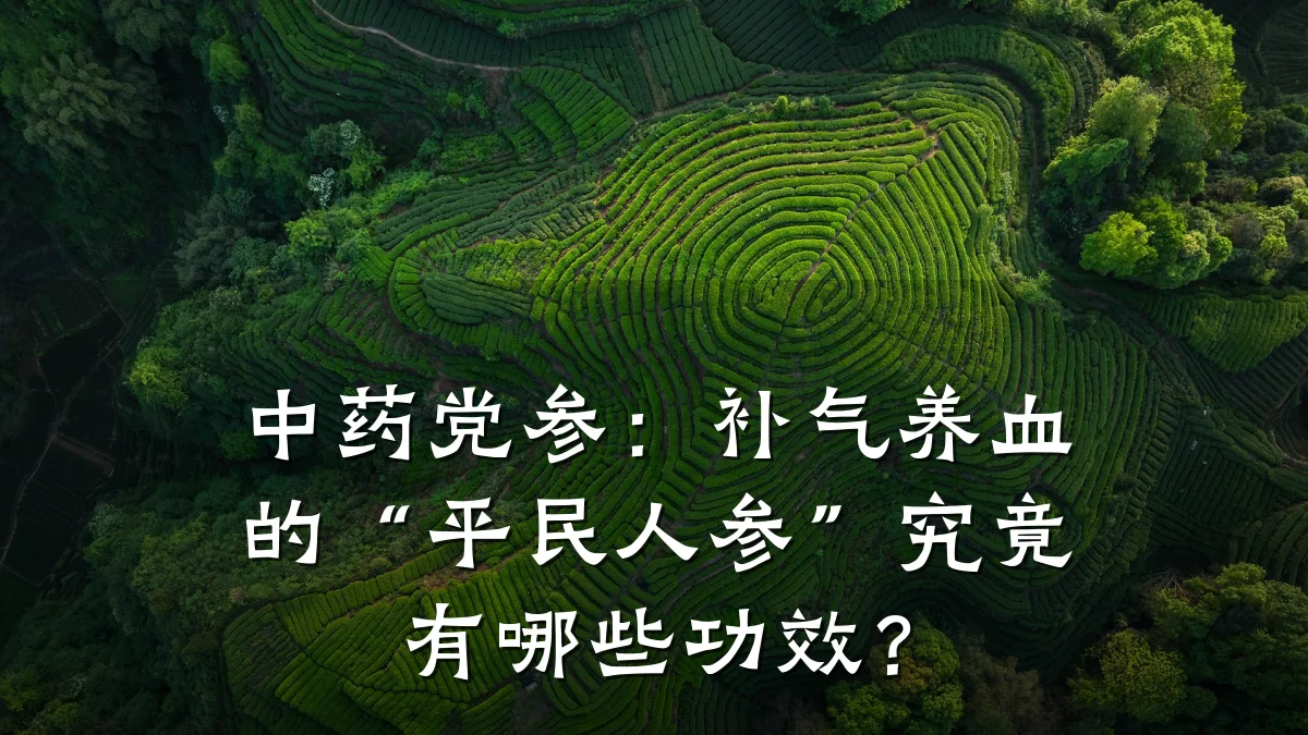 中药党参:补气养血的“平民人参”究竟有哪些功效?