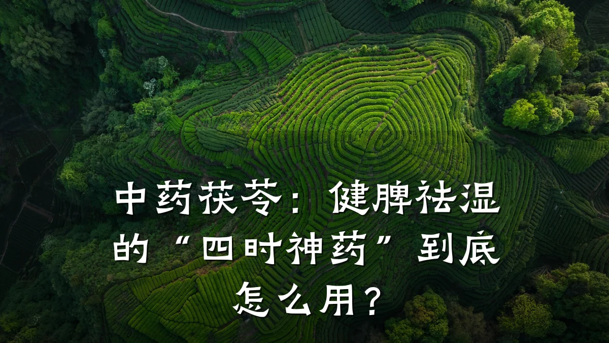 中药茯苓:健脾祛湿的“四时神药”到底怎么用?