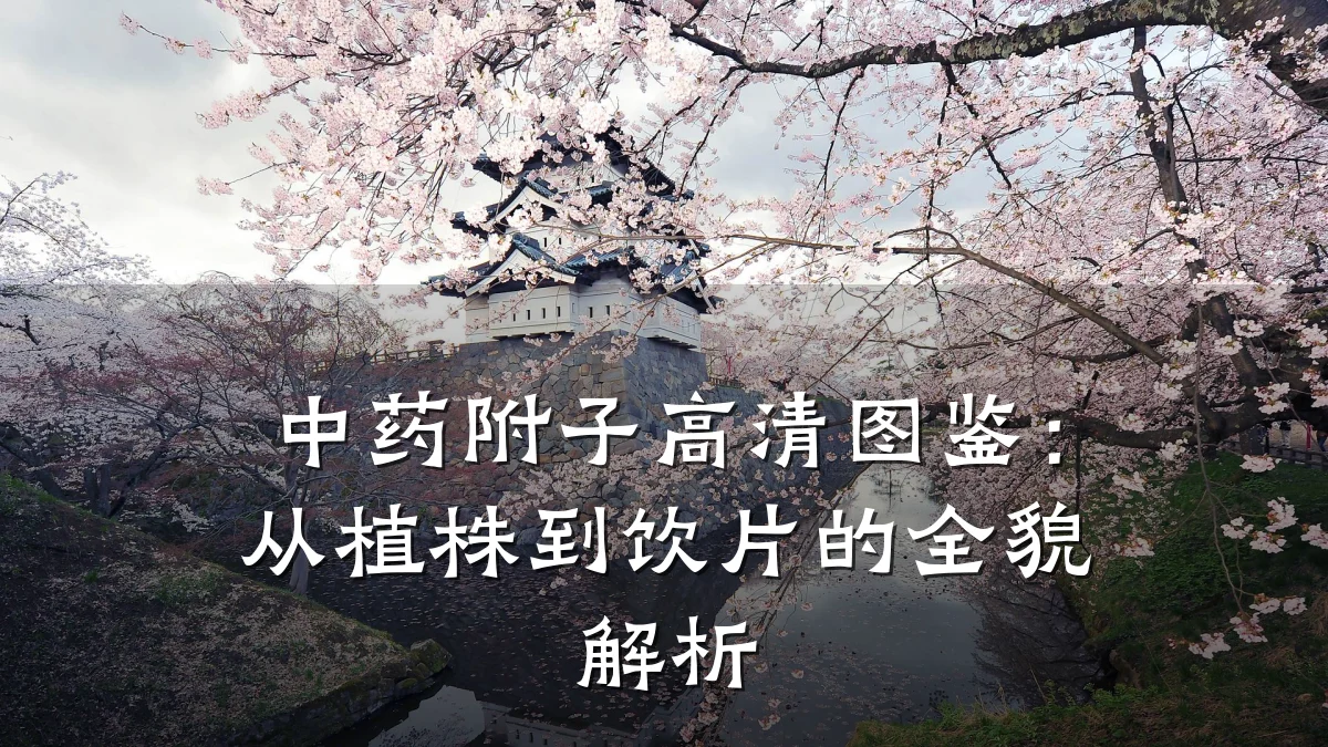 中药附子高清图鉴:从植株到饮片的全貌解析