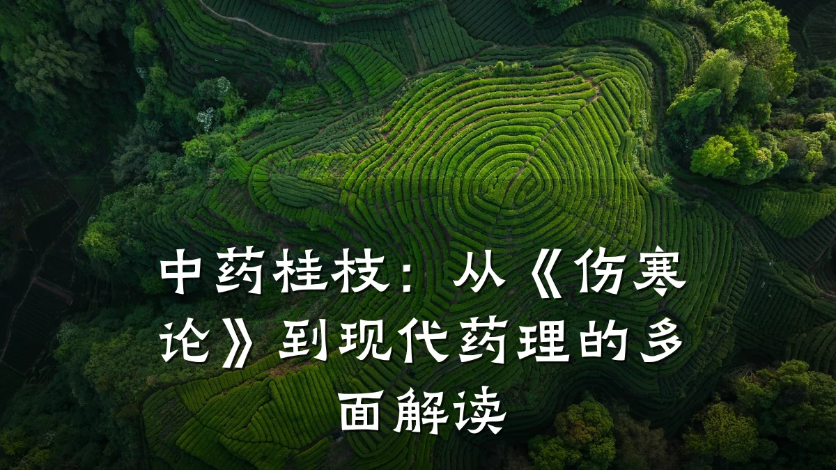 中药桂枝:从《伤寒论》到现代药理的多面解读