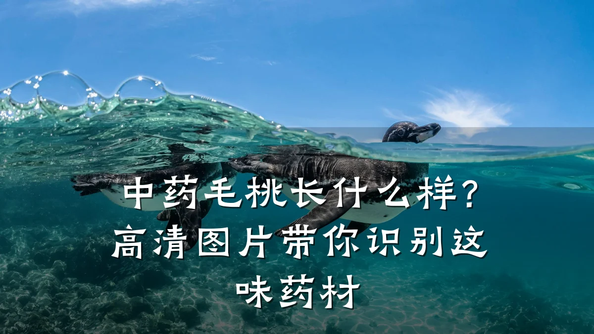 中药毛桃长什么样?高清图片带你识别这味药材