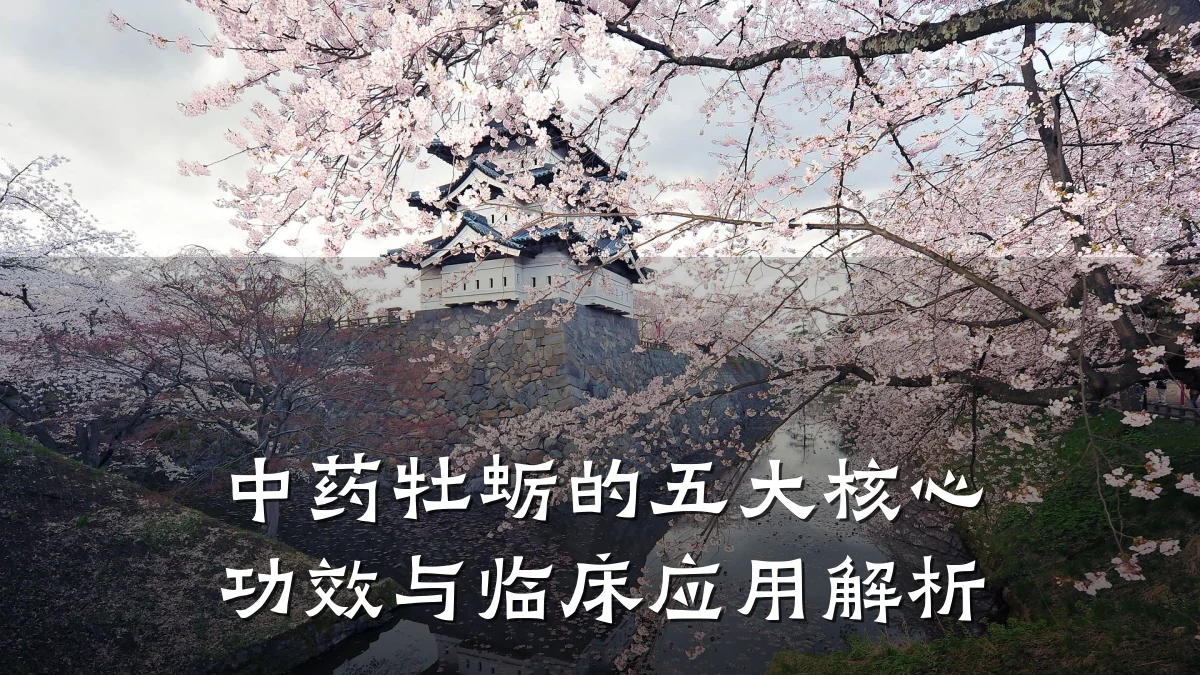 中药牡蛎的五大核心功效与临床应用解析