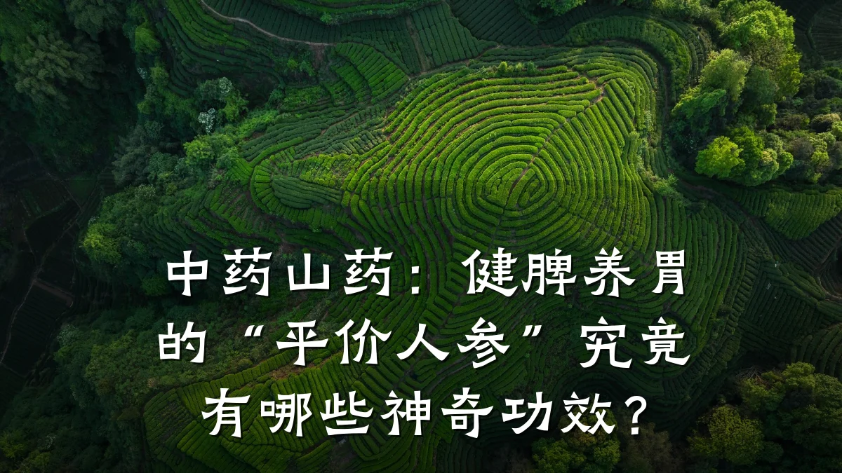 中药山药:健脾养胃的“平价人参”究竟有哪些神奇功效?
