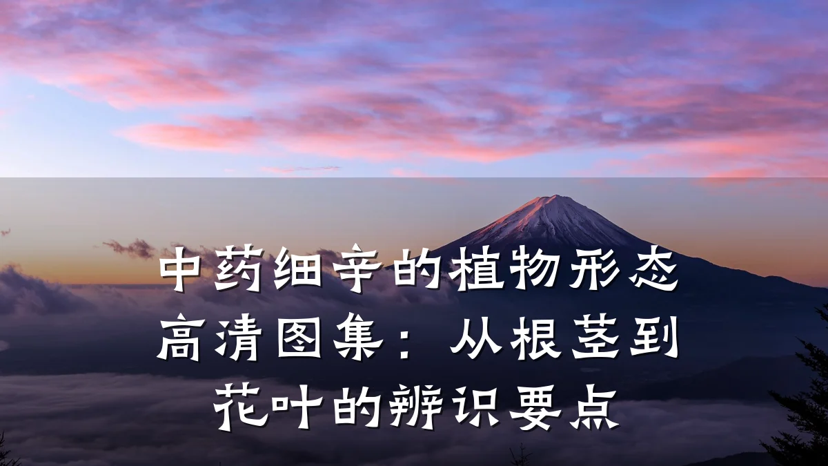 中药细辛的植物形态高清图集:从根茎到花叶的辨识要点