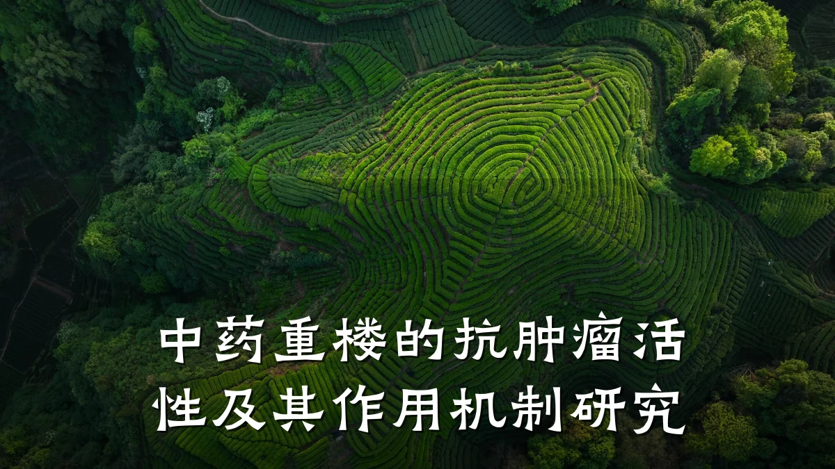 中药重楼的抗肿瘤活性及其作用机制研究