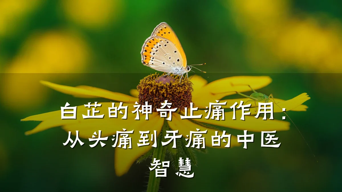 白芷的神奇止痛作用:从头痛到牙痛的中医智慧