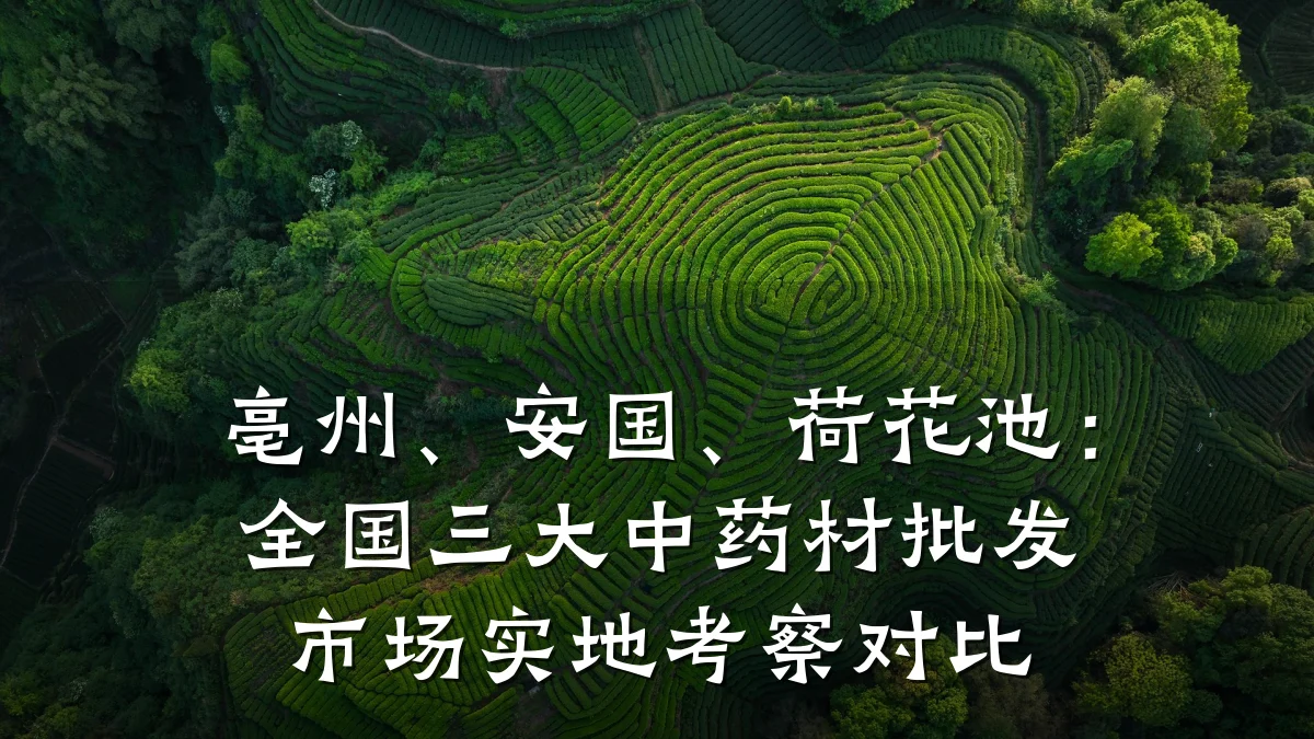 亳州、安国、荷花池:全国三大中药材批发市场实地考察对比