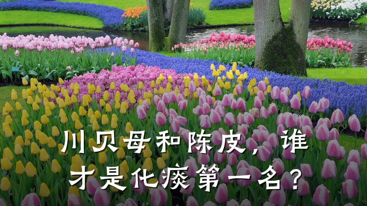 川贝母和陈皮,谁才是化痰第一名?
