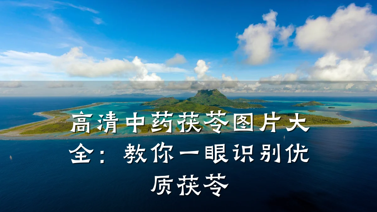 高清中药茯苓图片大全:教你一眼识别优质茯苓
