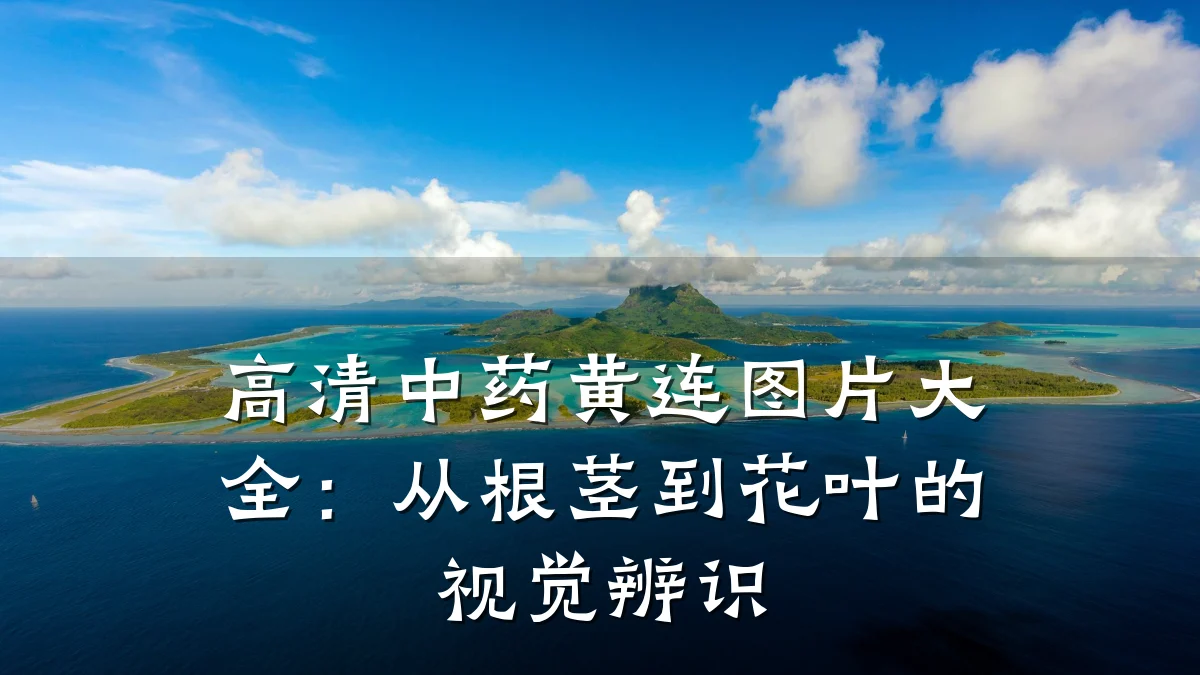 高清中药黄连图片大全：从根茎到花叶的视觉辨识