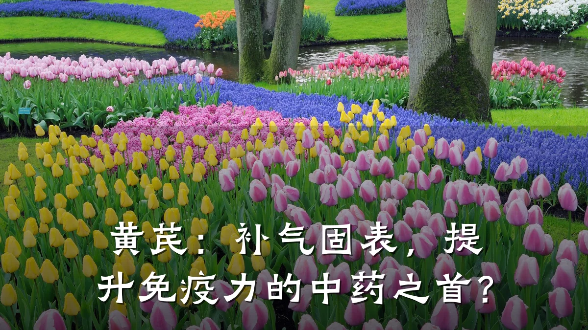 黄芪：补气固表，提升免疫力的中药之首？