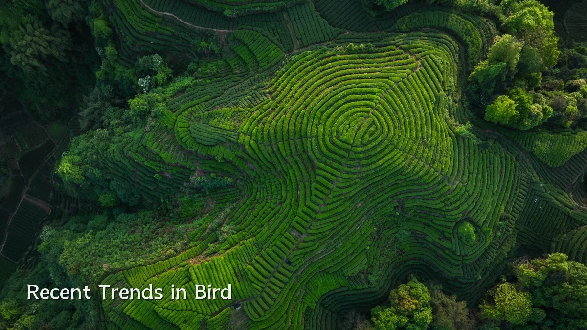 Recent Trends in Bird
