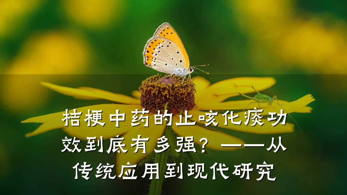 桔梗中药的止咳化痰功效到底有多强?——从传统应用到现代研究