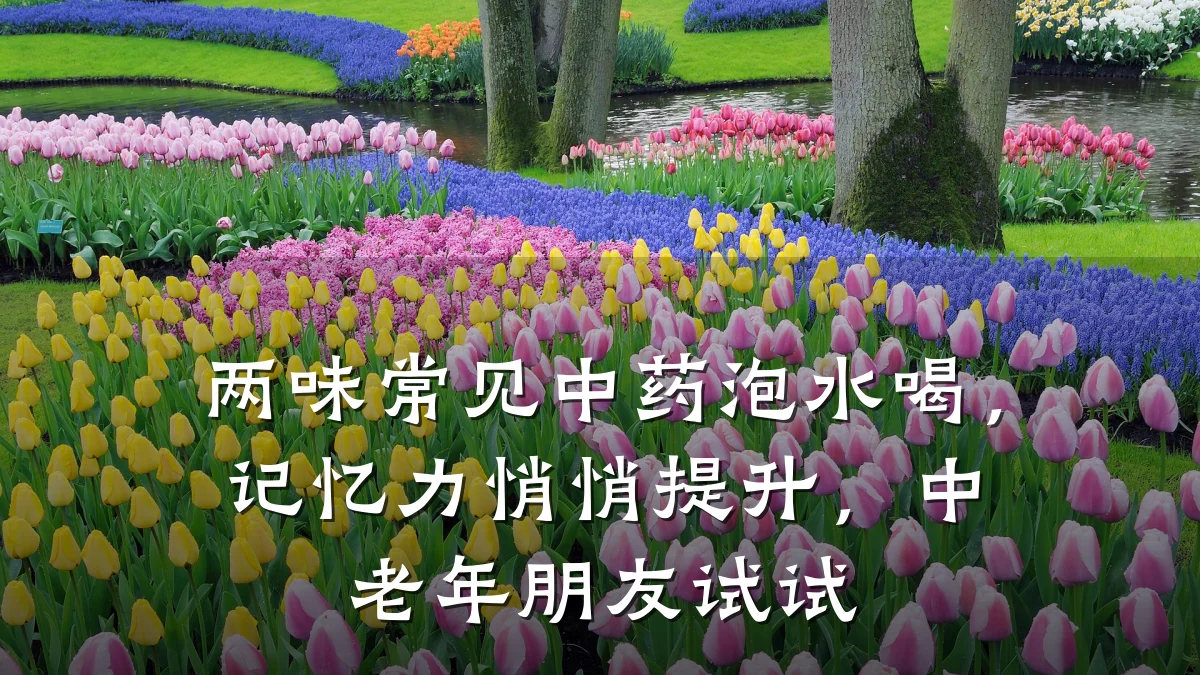 两味常见中药泡水喝,记忆力悄悄提升,中老年朋友试试