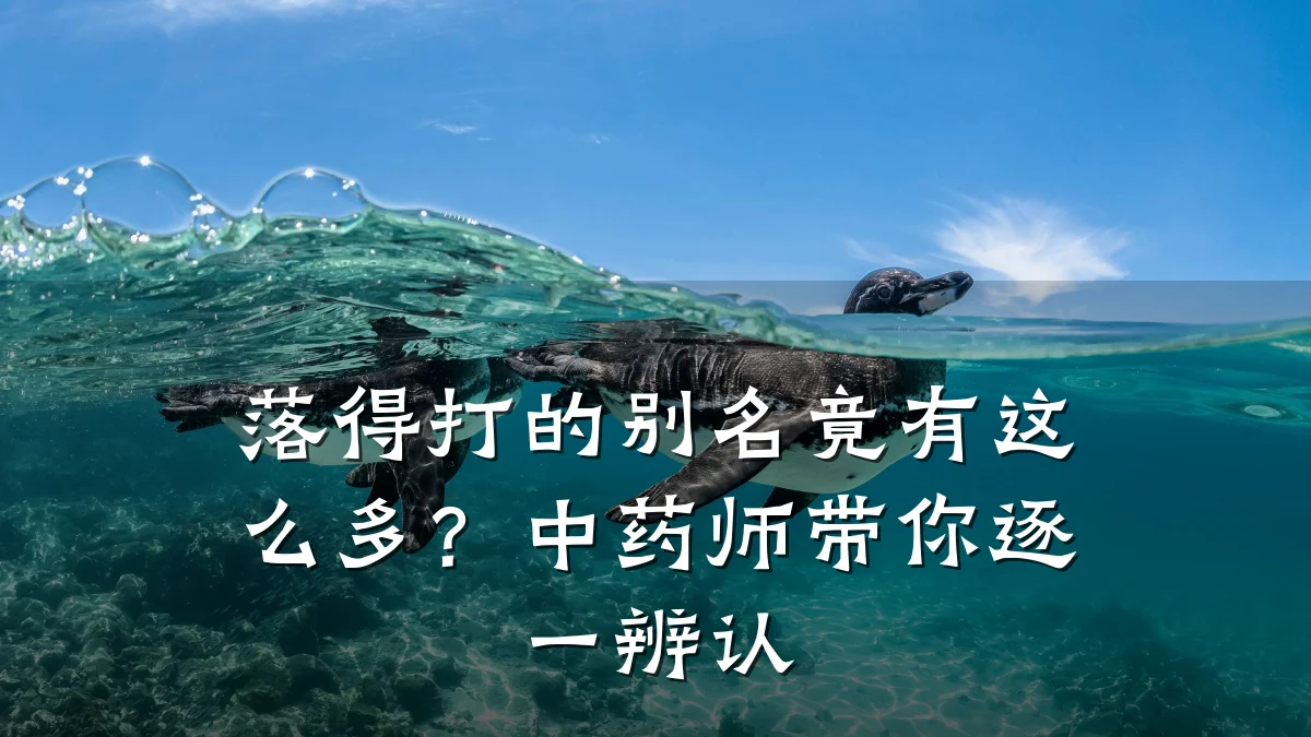 落得打的别名竟有这么多？中药师带你逐一辨认