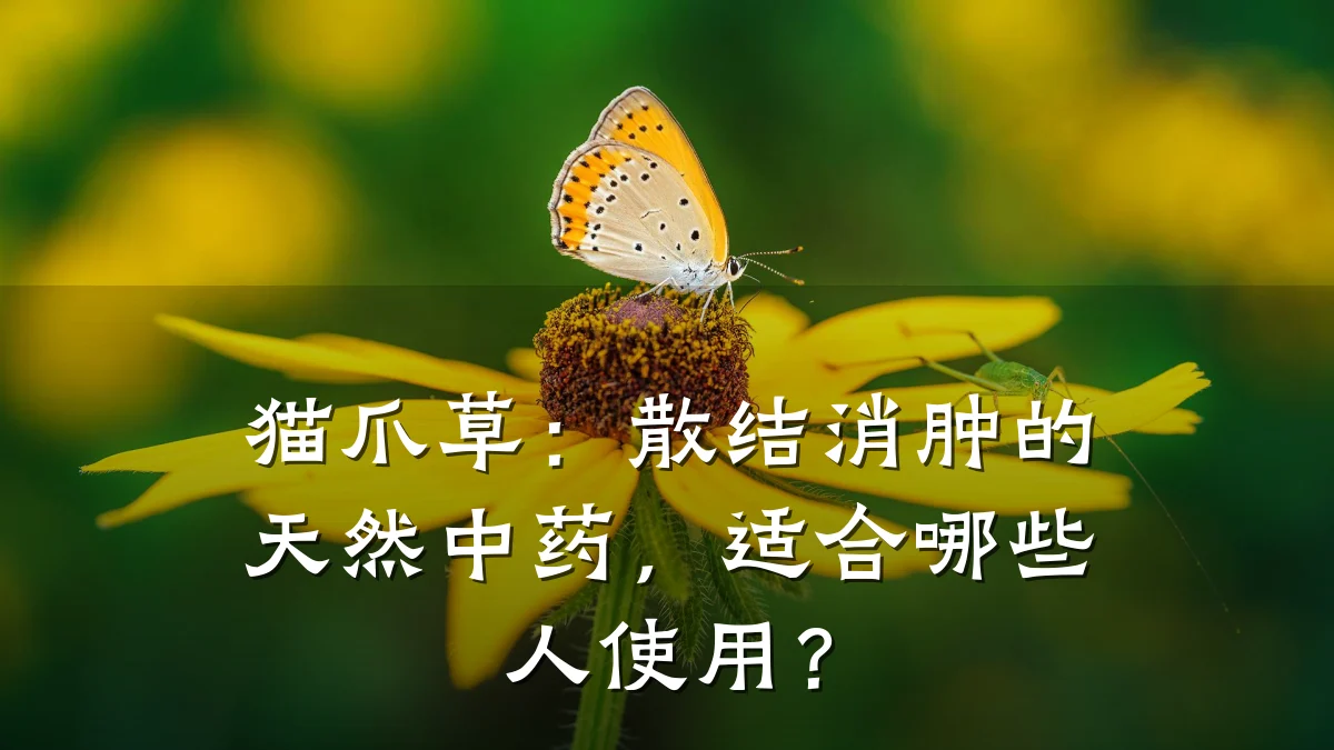 猫爪草：散结消肿的天然中药，适合哪些人使用？