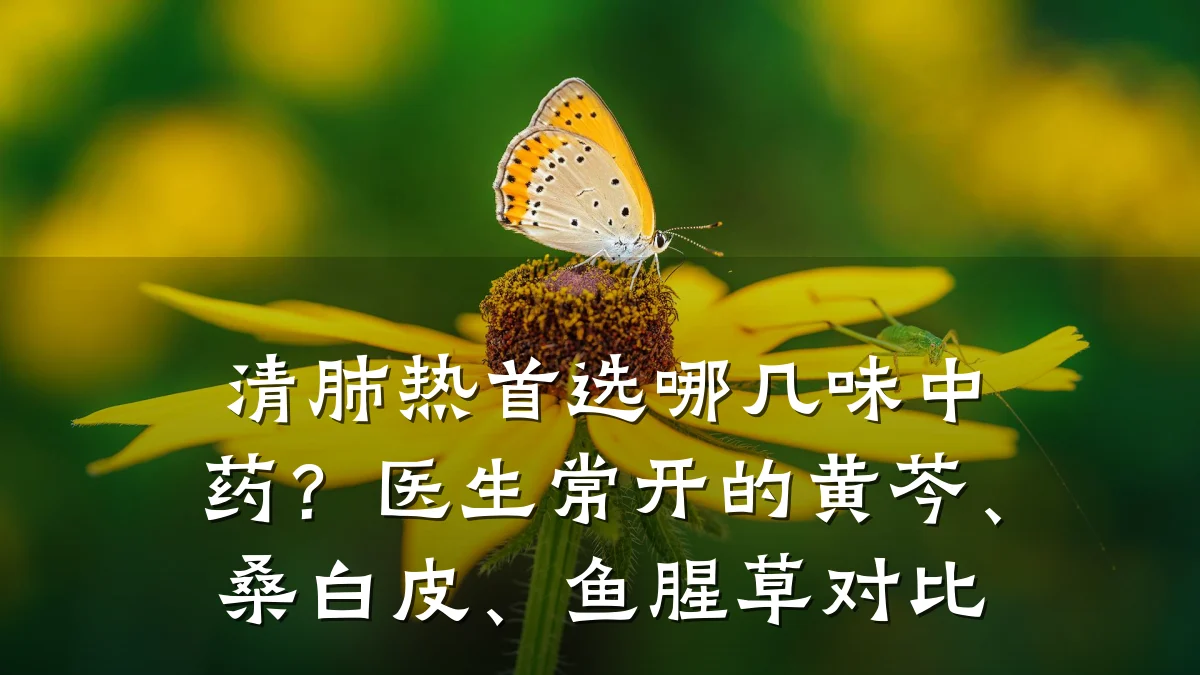清肺热首选哪几味中药?医生常开的黄芩、桑白皮、鱼腥草对比