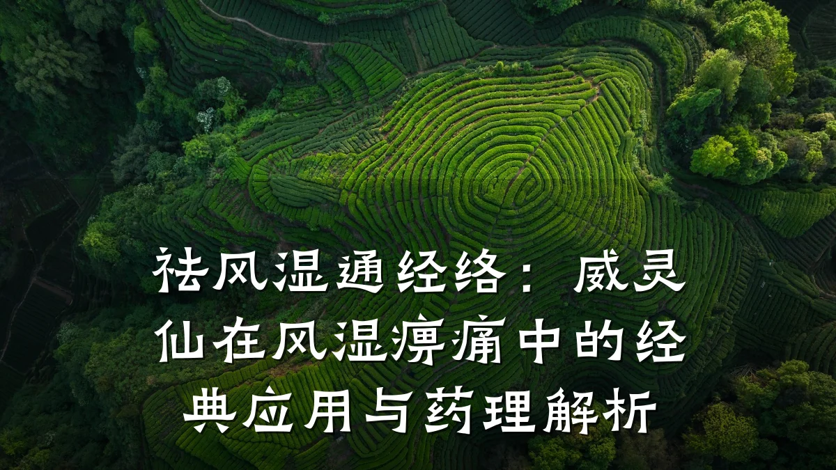 祛风湿通经络:威灵仙在风湿痹痛中的经典应用与药理解析