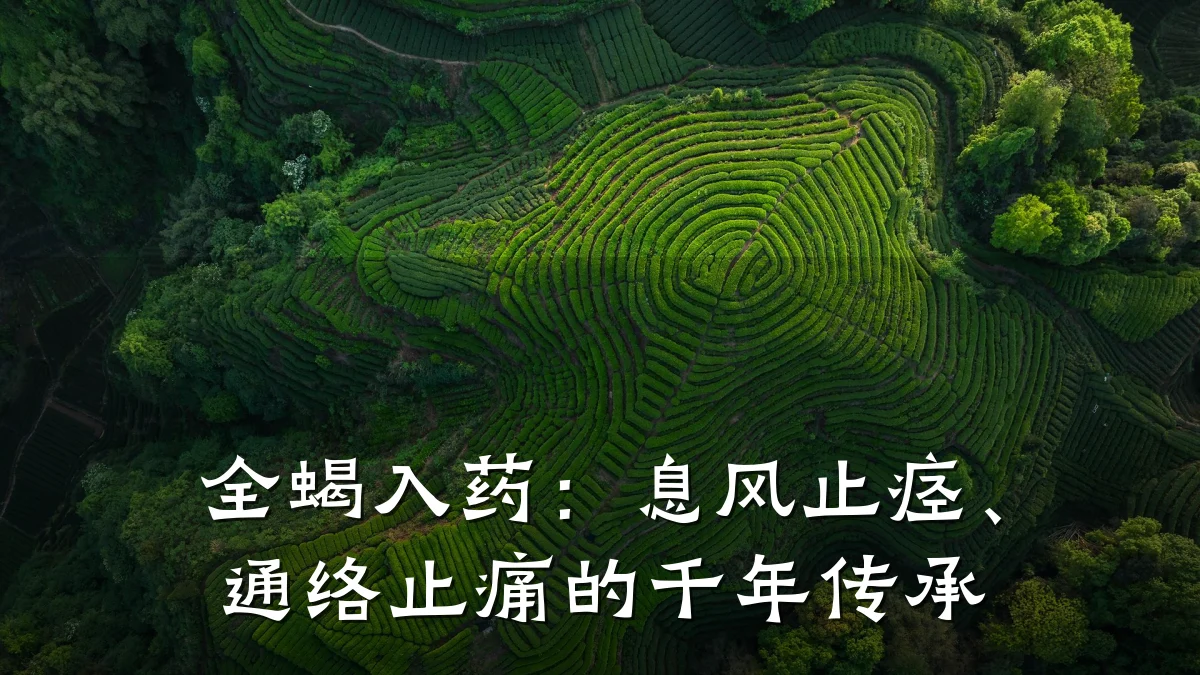 全蝎入药:息风止痉、通络止痛的千年传承