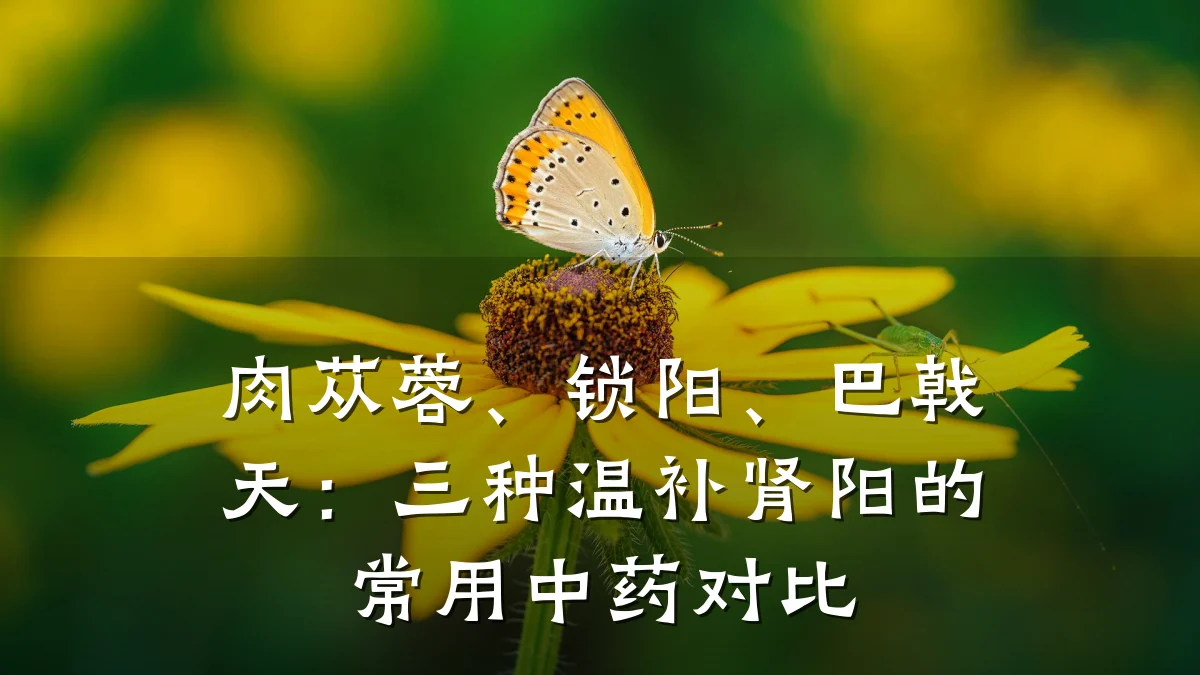 肉苁蓉、锁阳、巴戟天:三种温补肾阳的常用中药对比