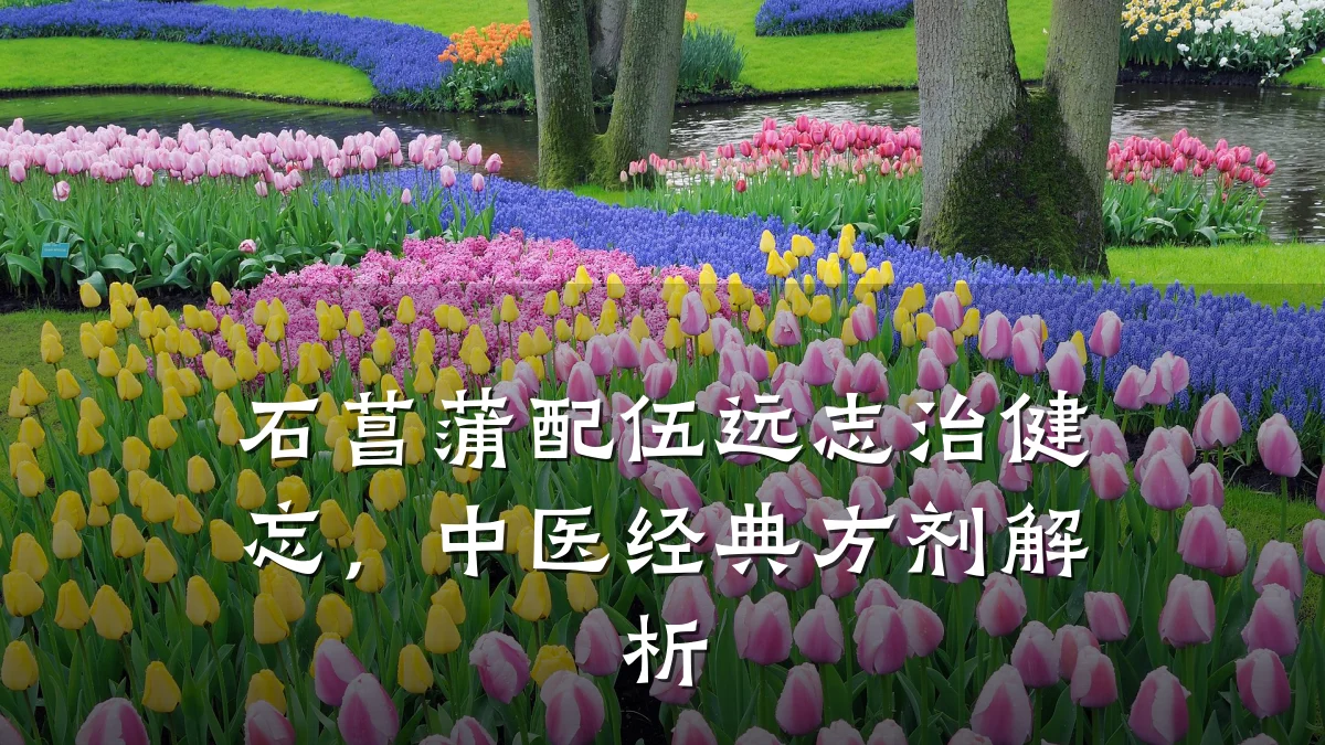 石菖蒲配伍远志治健忘,中医经典方剂解析