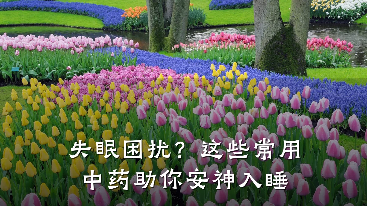 失眠困扰？这些常用中药助你安神入睡