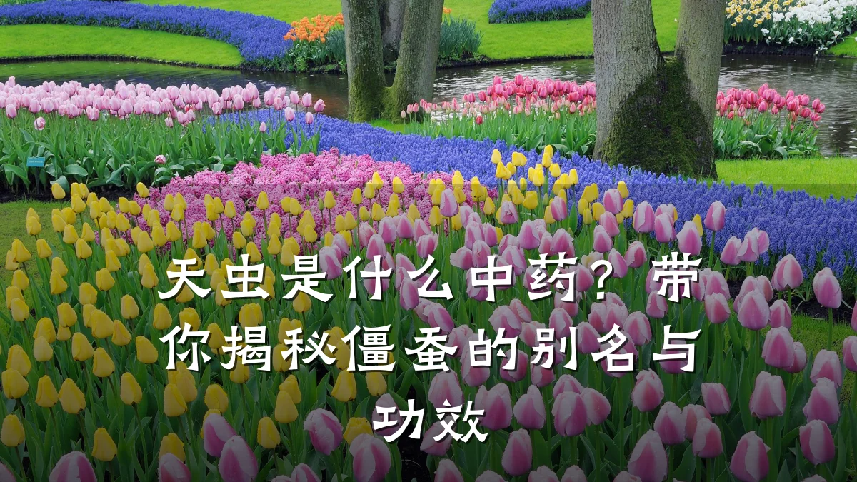 天虫是什么中药?带你揭秘僵蚕的别名与功效