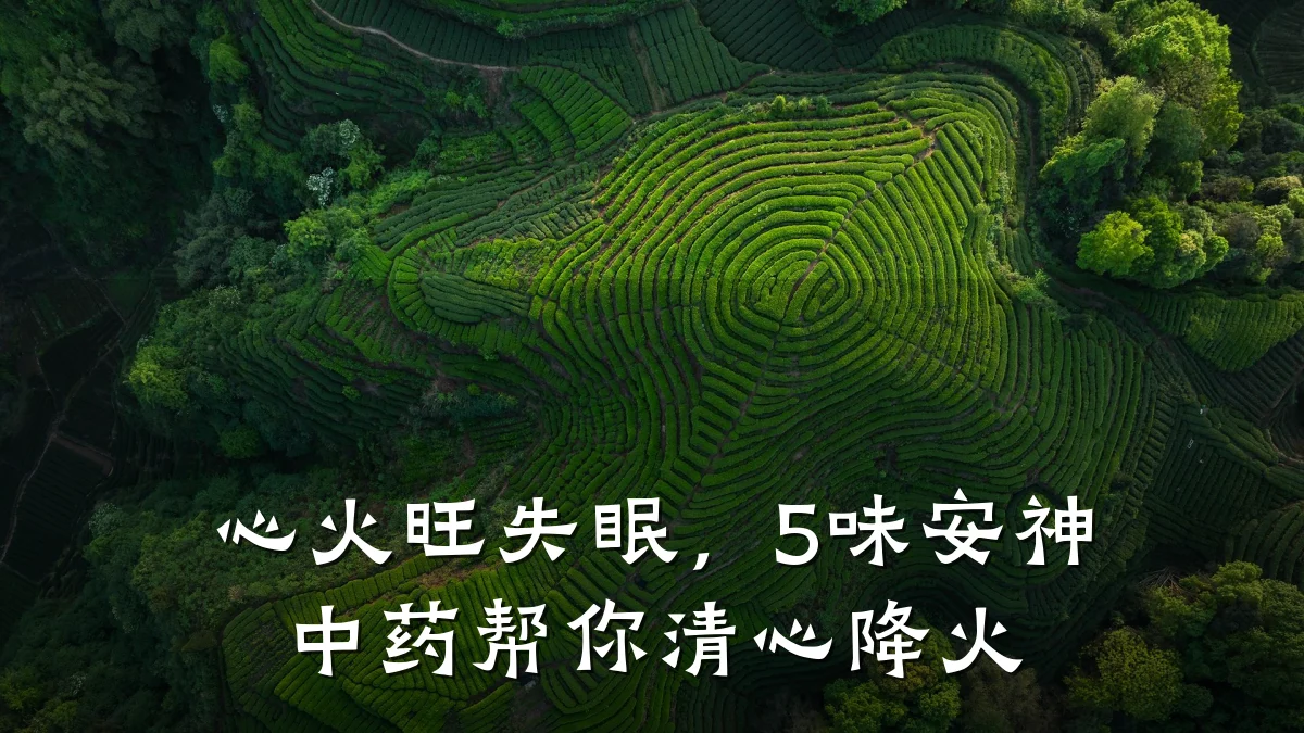 心火旺失眠,5味安神中药帮你清心降火