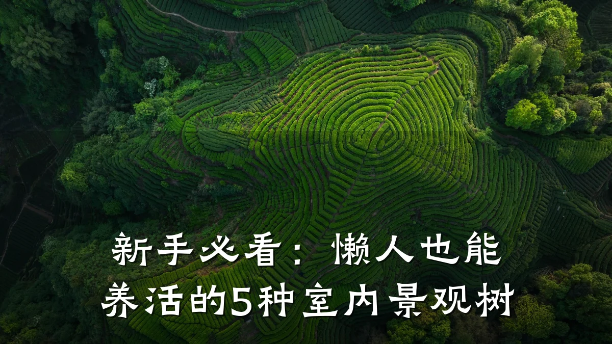 新手必看：懒人也能养活的5种室内景观树