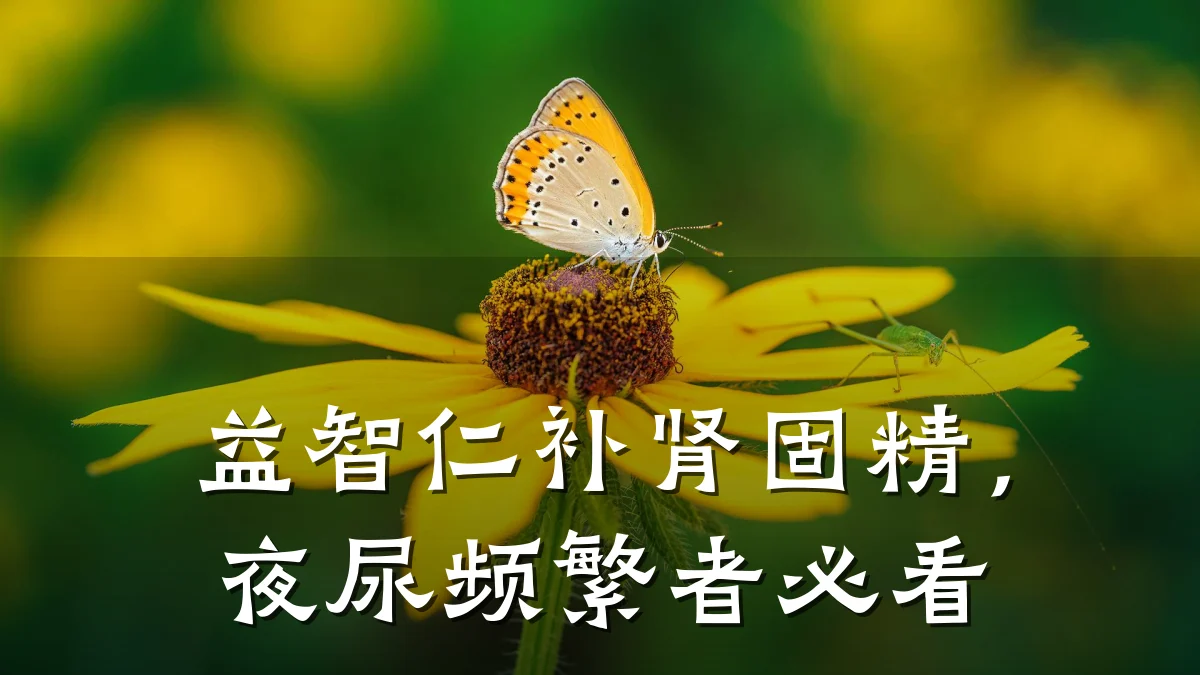 益智仁补肾固精，夜尿频繁者必看