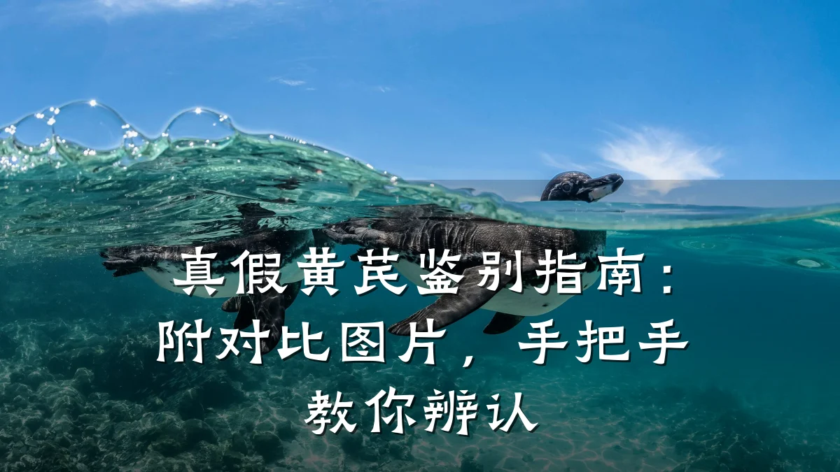 真假黄芪鉴别指南:附对比图片,手把手教你辨认