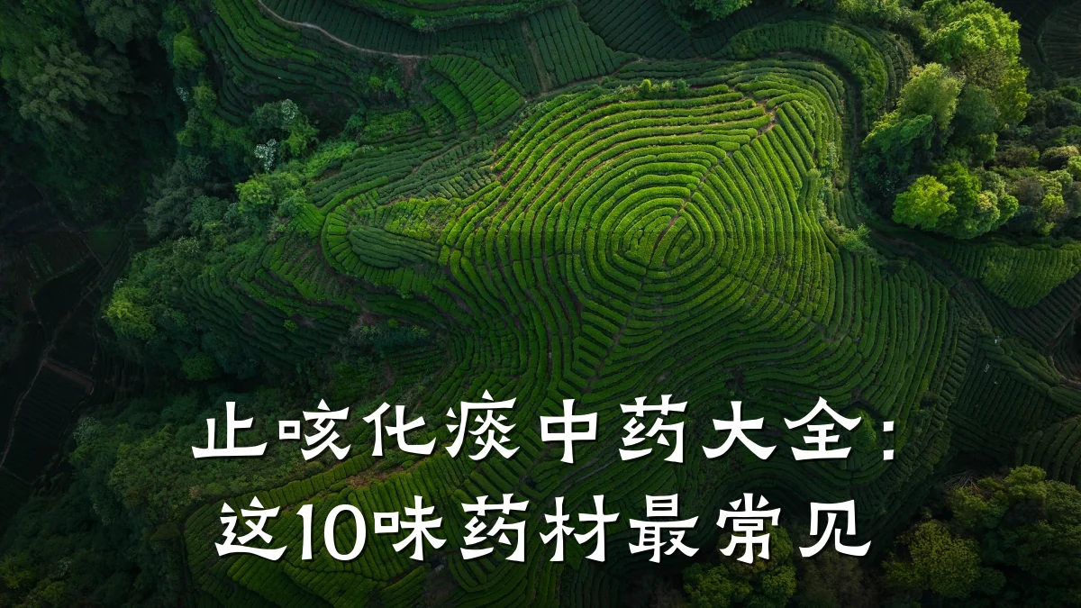 止咳化痰中药大全:这10味药材最常见